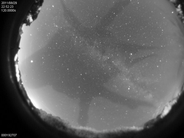A Barn Owl on the Camera 