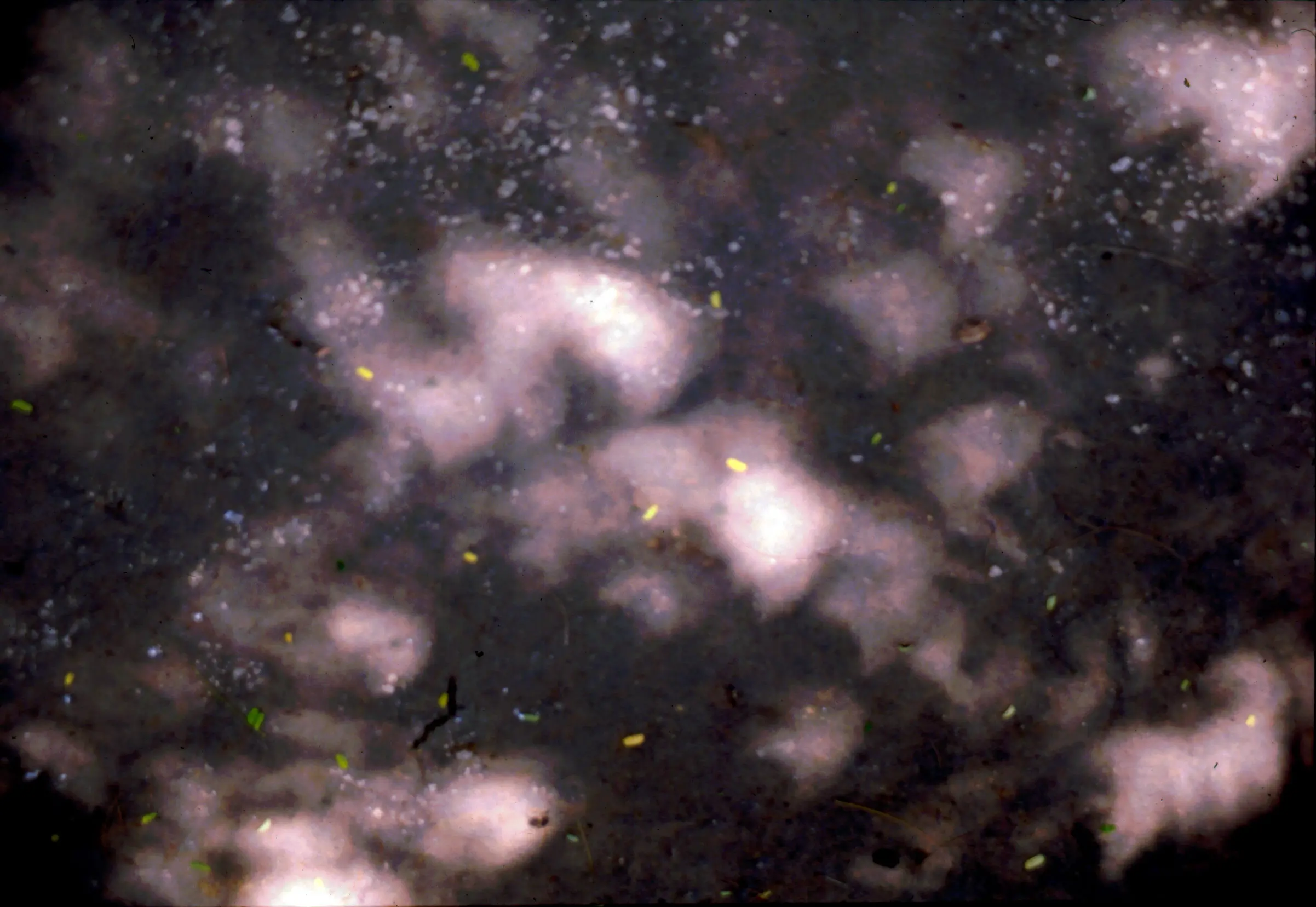 Pinhole projections through leaves